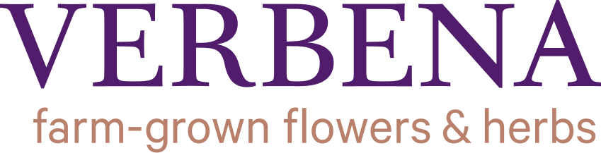 Verbena | Farm-Grown Flowers & Herbs